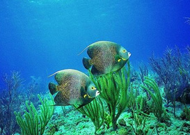 環(huán)境影響評(píng)價(jià)、排污許可證、應(yīng)急預(yù)案